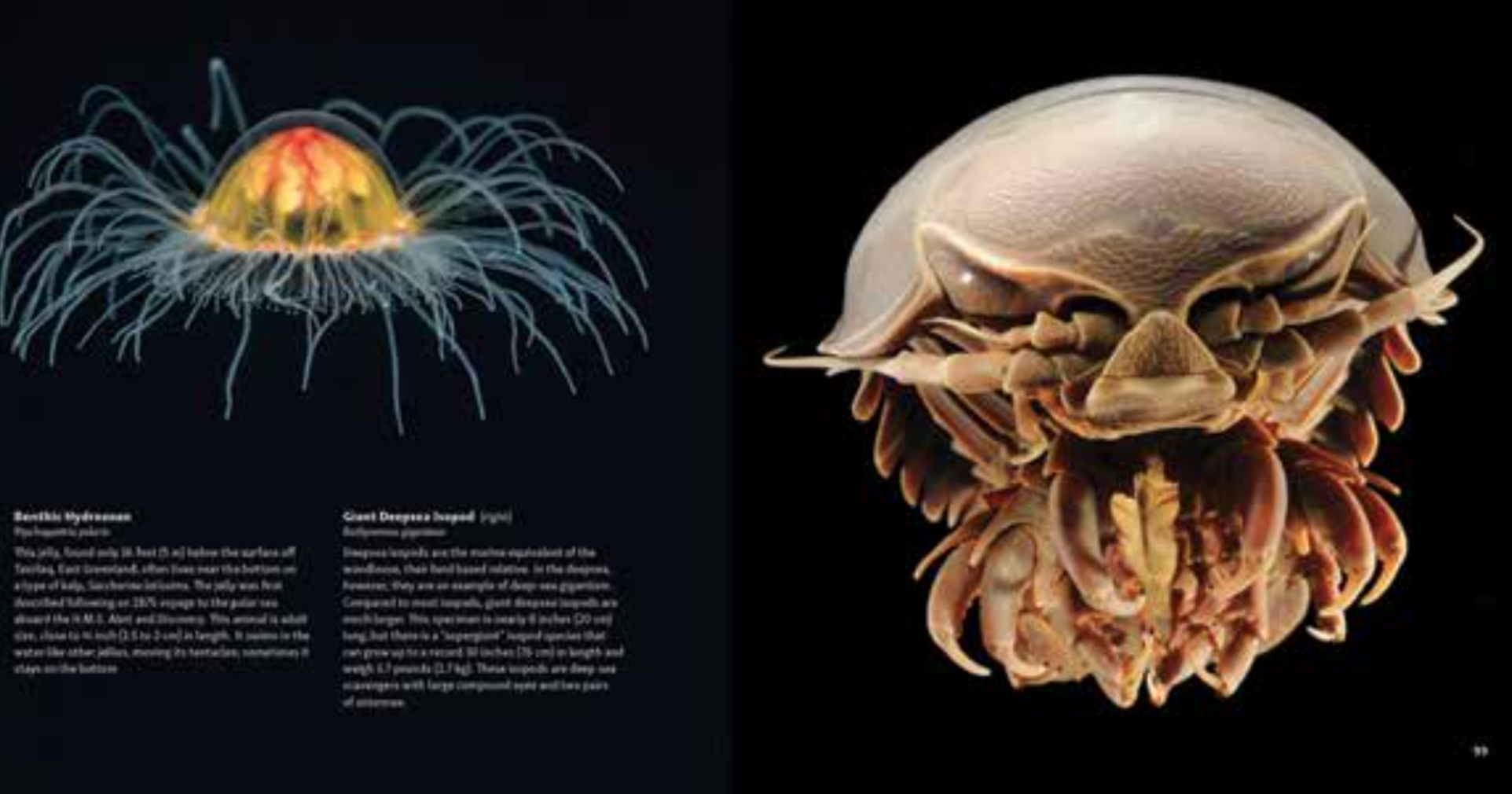Strange Sea Creatures - Erich Hoyt Books
